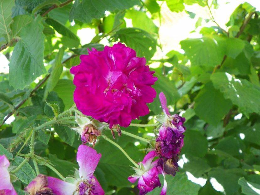 Himmelsauge - Trandafiri 2019 3