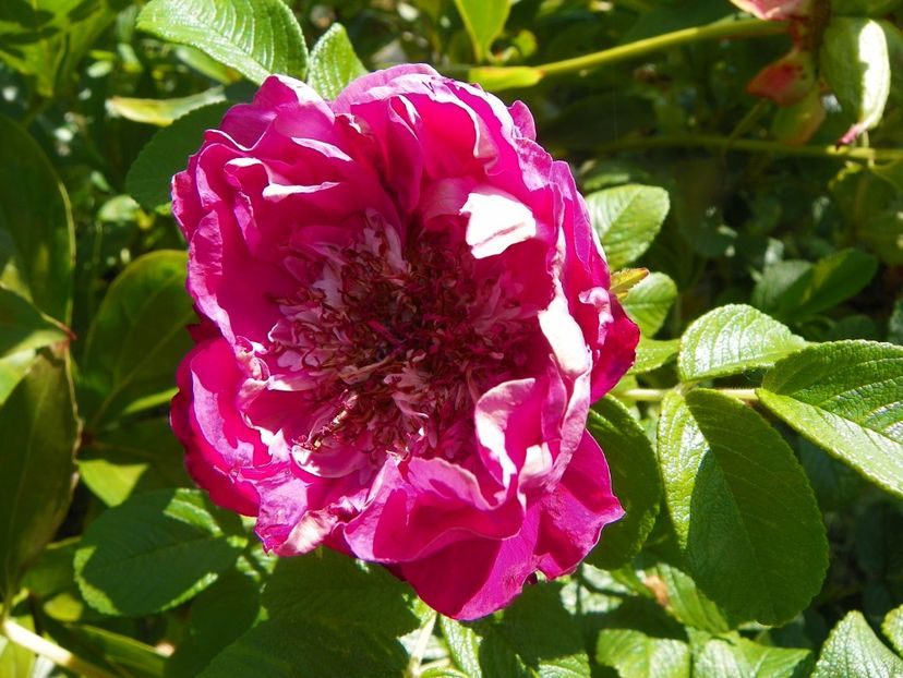 Souvenir de Trelaze - Trandafiri 2019 3