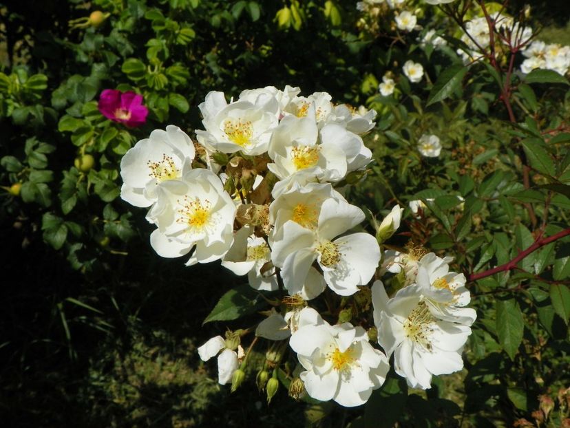 Darlow's Enigma - Trandafiri 2019 3