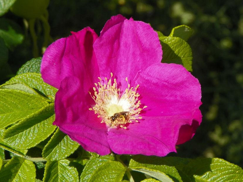 rugosa Rubra - Trandafiri 2019 3