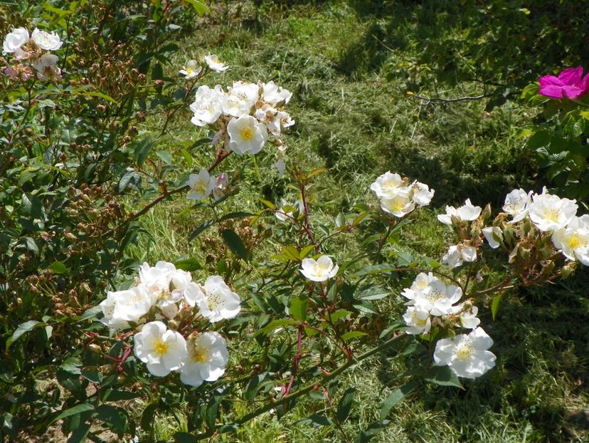 Darlow's Enigma - Trandafiri 2019 3