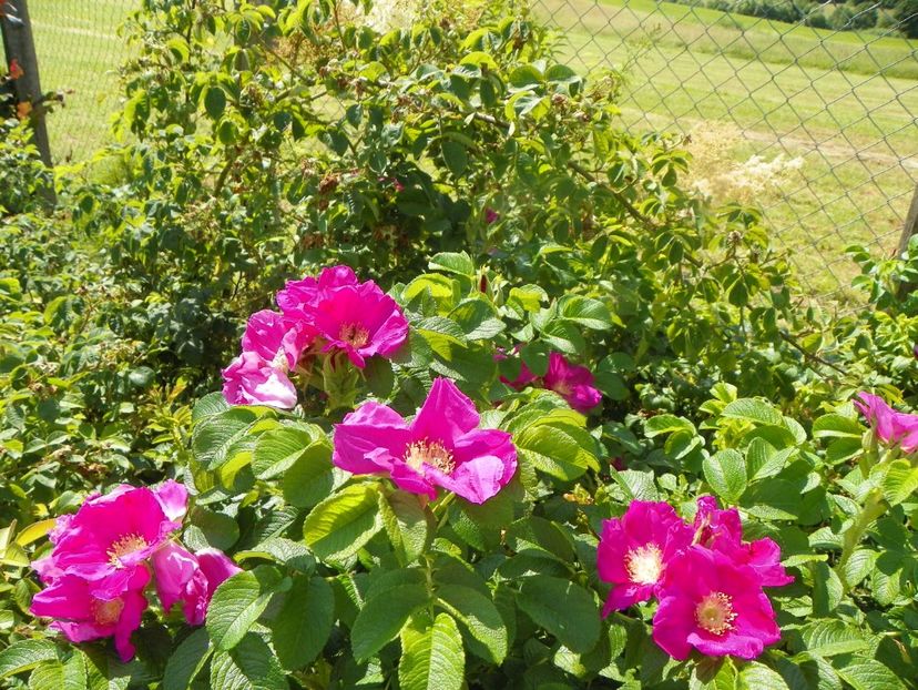 rugosa Rubra - Trandafiri 2019 3