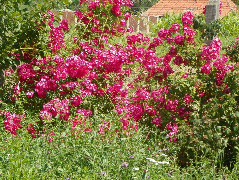 Hiawatha - Trandafiri 2019 3