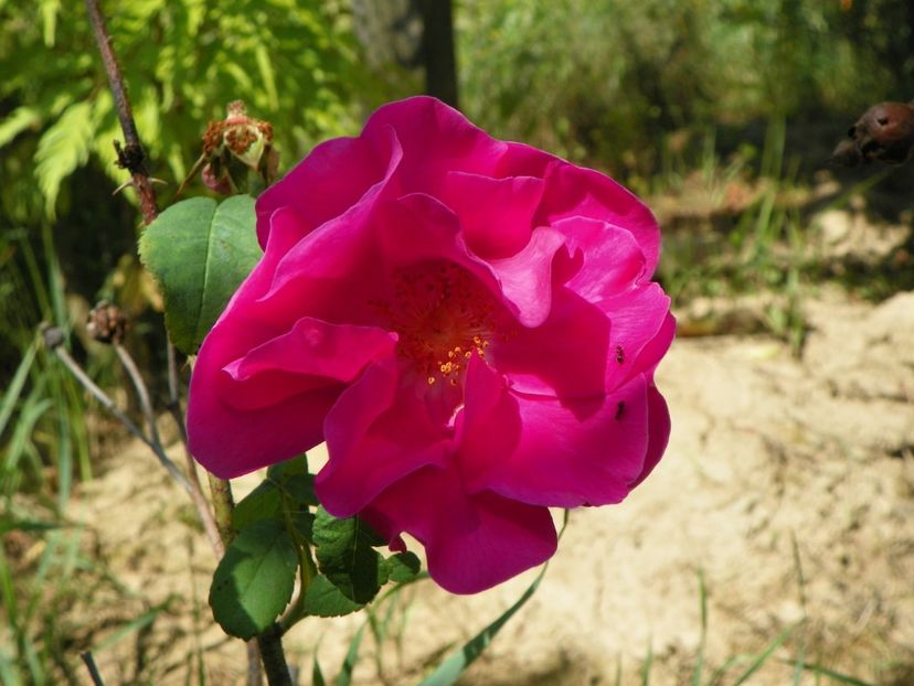 gallica Officinalis - Trandafiri 2019 3