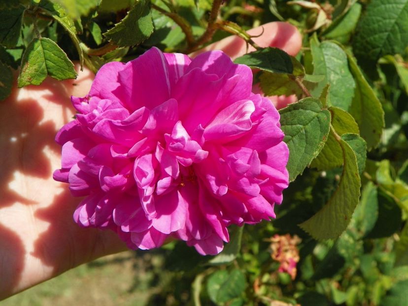 Conditorum - Trandafiri 2019 3