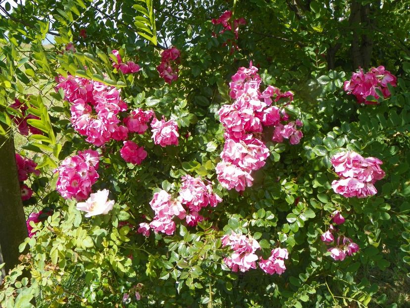 American Pillar - Trandafiri 2019 3