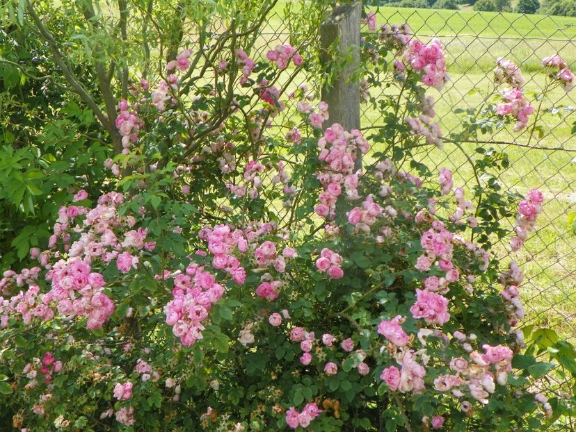 Raubritter - Trandafiri 2019 3