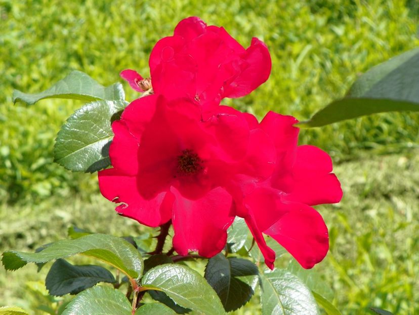 Robusta - Trandafiri 2019 3