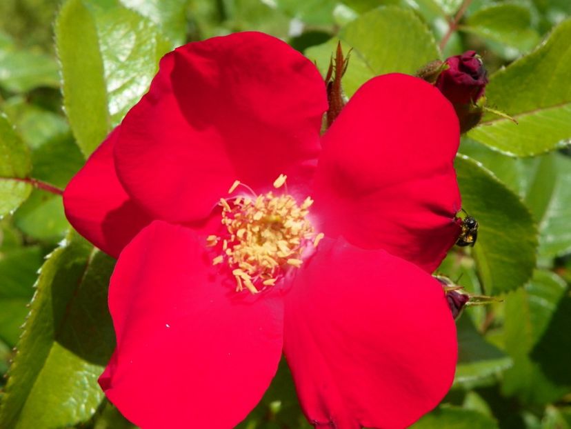 Robusta - Trandafiri 2019 3