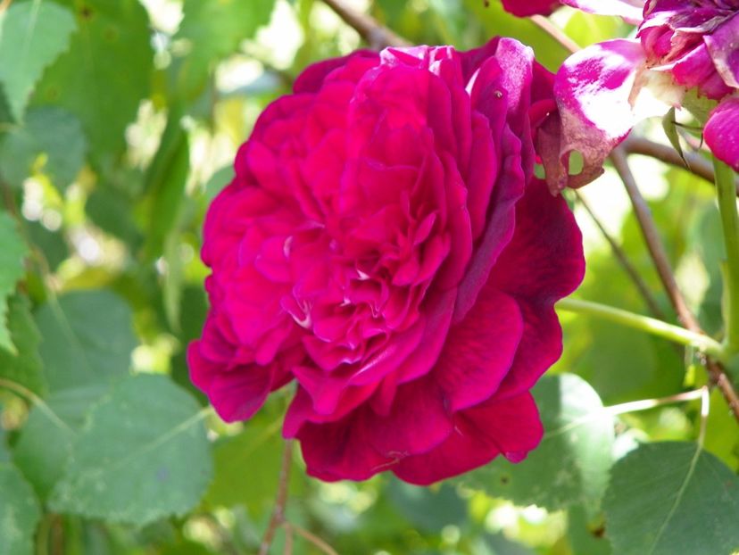 William Shakespeare - Trandafiri 2019 3