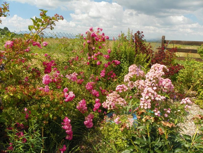 Heavenly Pink si Dorothy Perkins - Trandafiri 2019 3