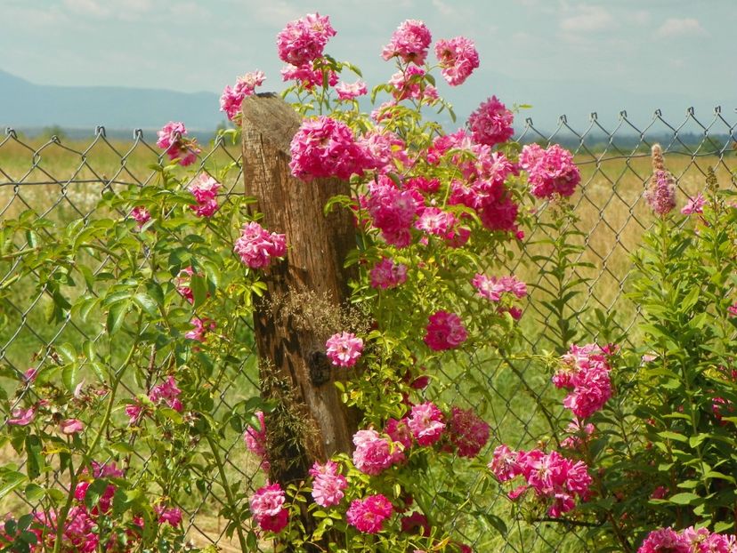 Dorothy Perkins - Trandafiri 2019 3