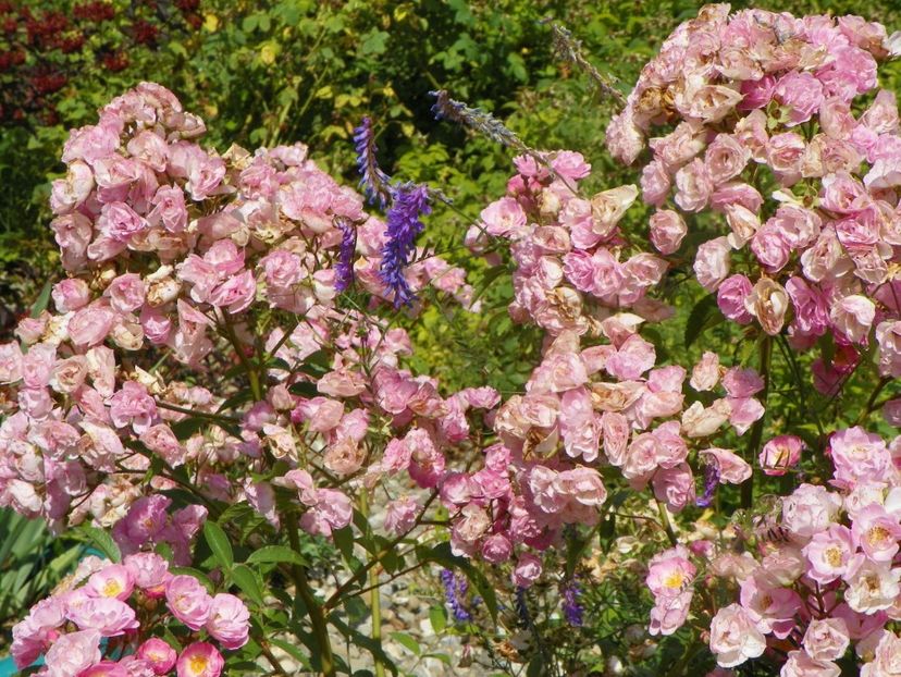 Heavenly Pink - Trandafiri 2019 3