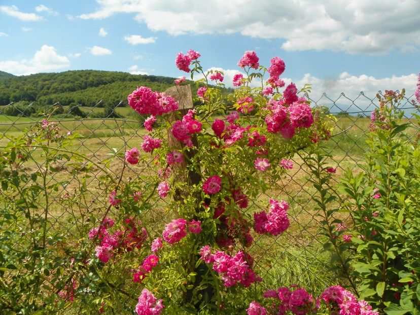 Dorothy Perkins - Trandafiri 2019 3