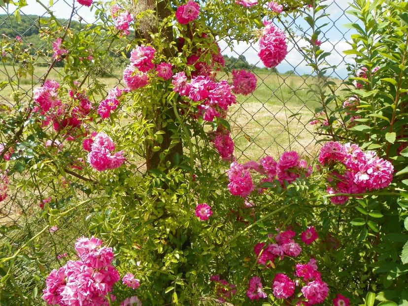 Dorothy Perkins - Trandafiri 2019 3