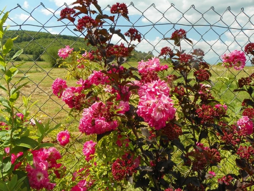 Dorothy Perkins - Trandafiri 2019 3