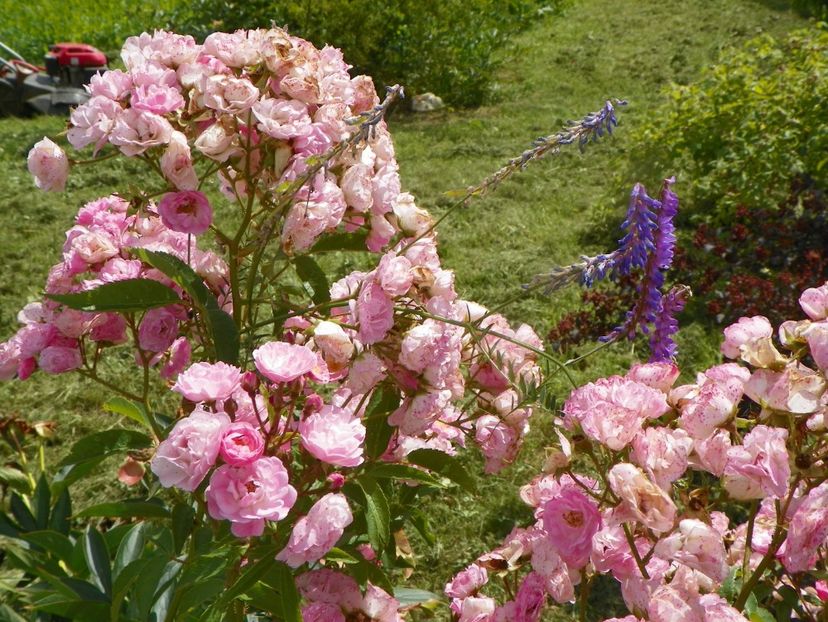 Heavenly Pink - Trandafiri 2019 3