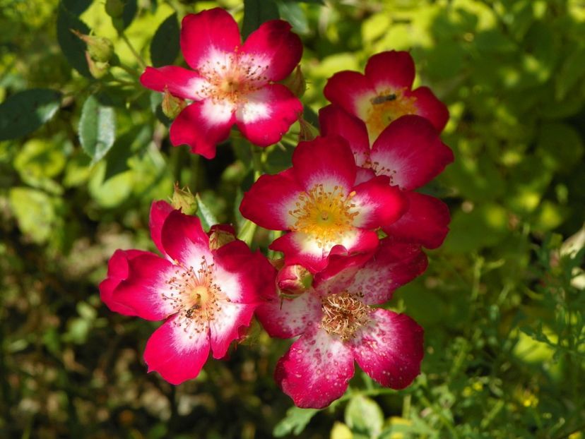 Star Profusion - Trandafiri 2019 3