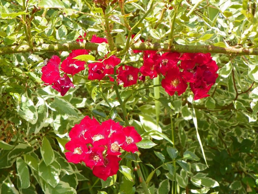 Bassino - Trandafiri 2019 3