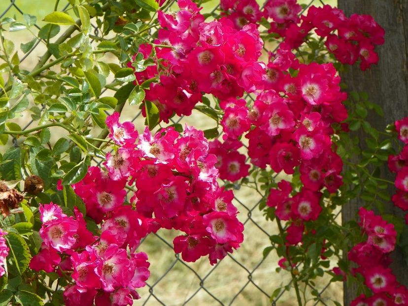 Hiawatha - Trandafiri 2019 4