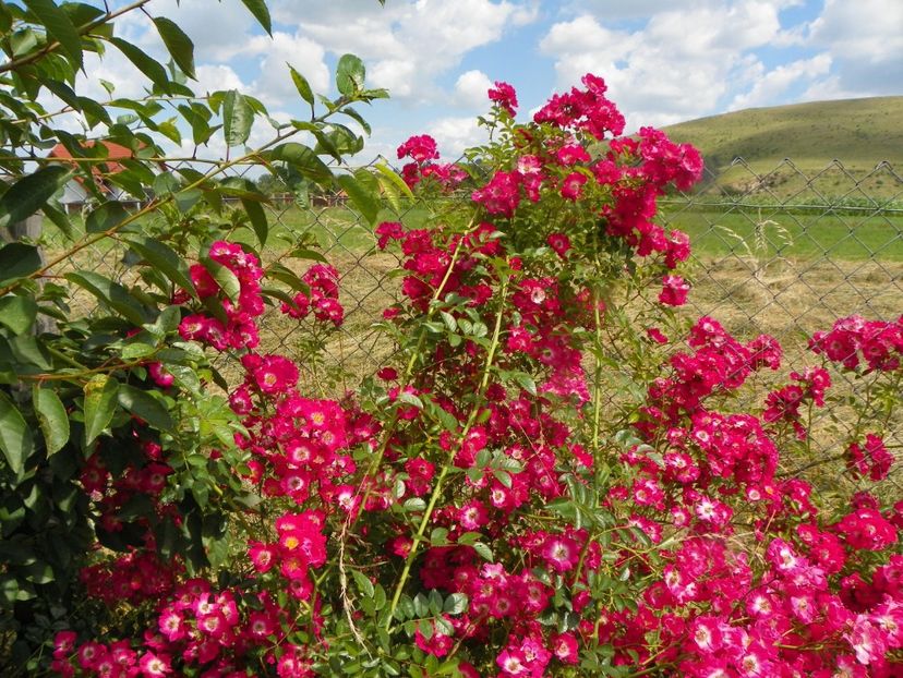 Hiawatha - Trandafiri 2019 4