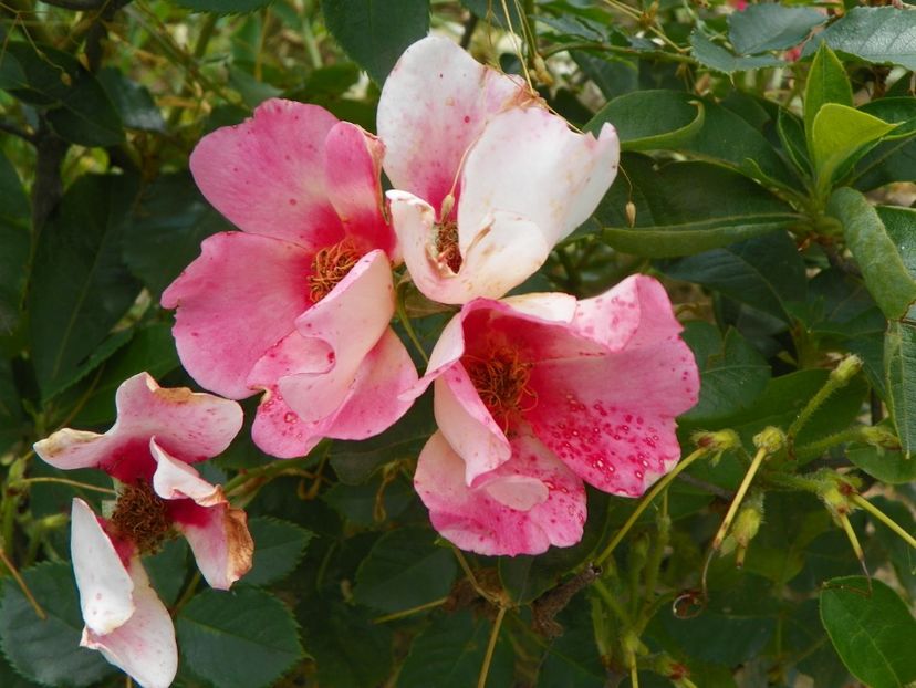 Julie Eyes - Trandafiri 2019 4