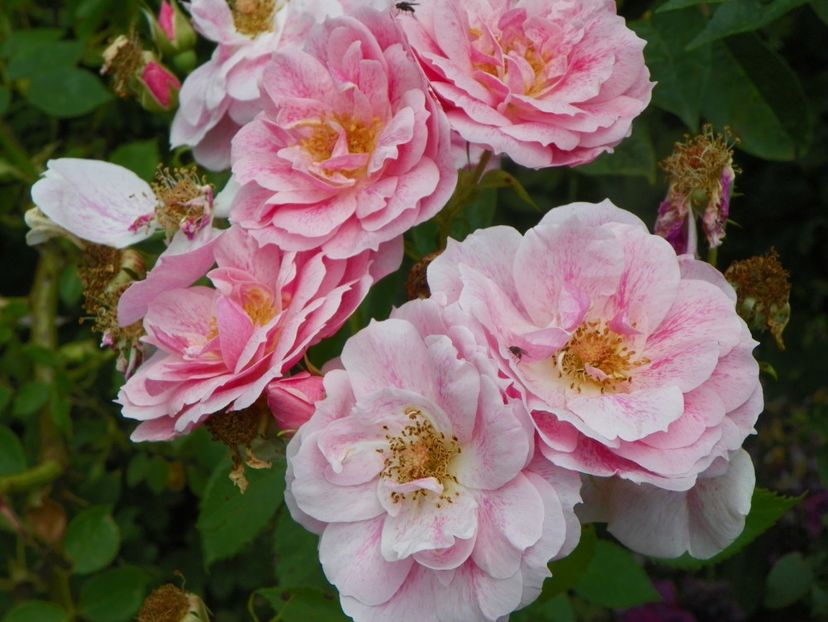 Kir Royal - Trandafiri 2019 4