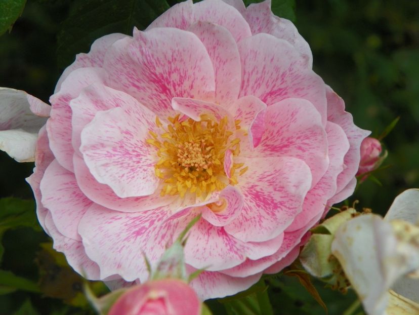 Kir Royal - Trandafiri 2019 4