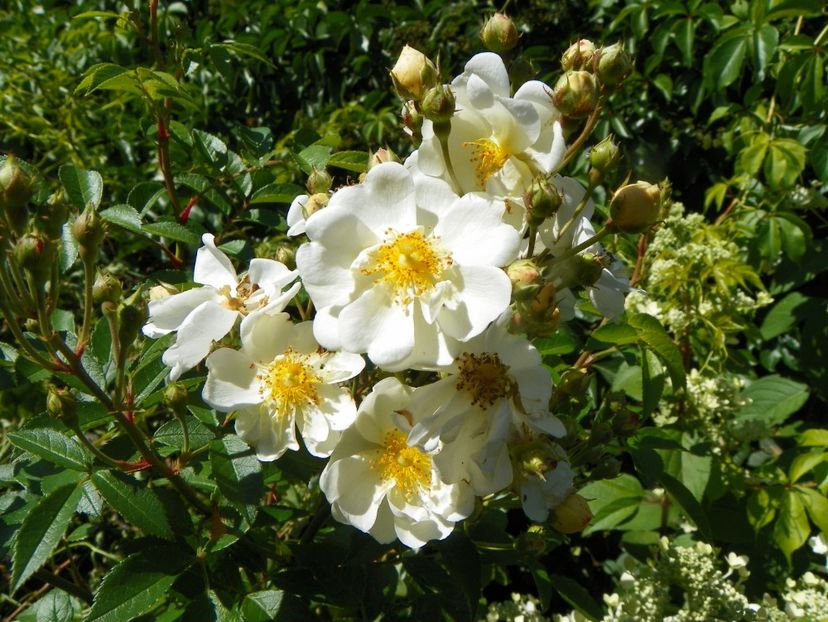 seedling Helenae semiplena - Trandafiri 2019 4