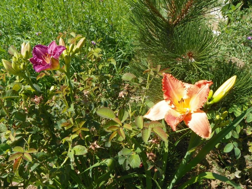 hemerocallis Senegal si Entrapment - Dobarland 2019 3