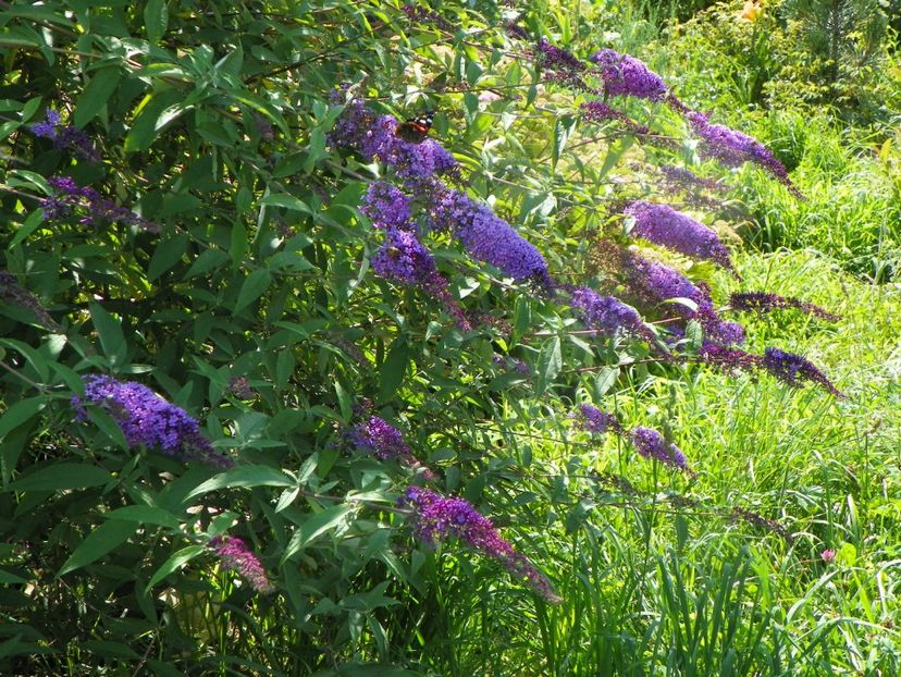 buddleja Empire Blue - Dobarland 2019 3