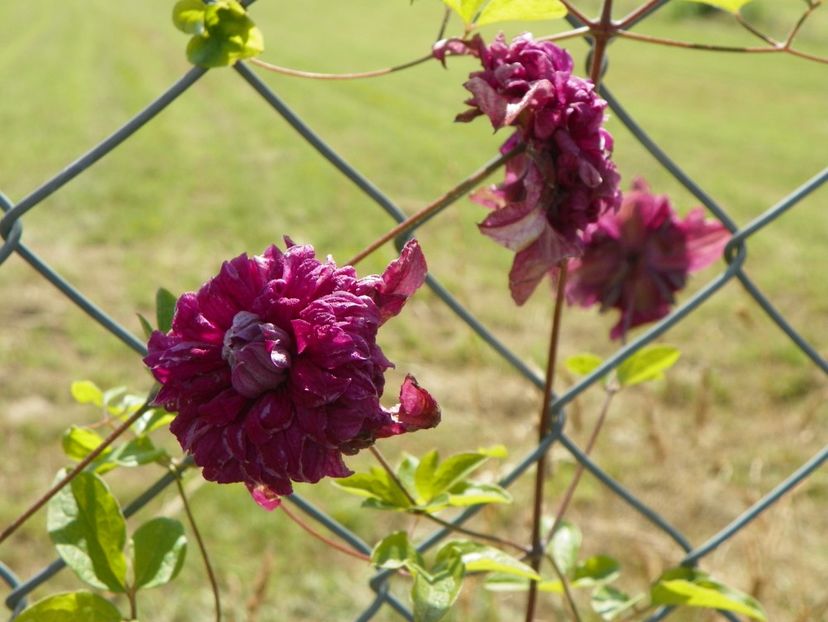 clematis Avant Garde - Dobarland 2019 3