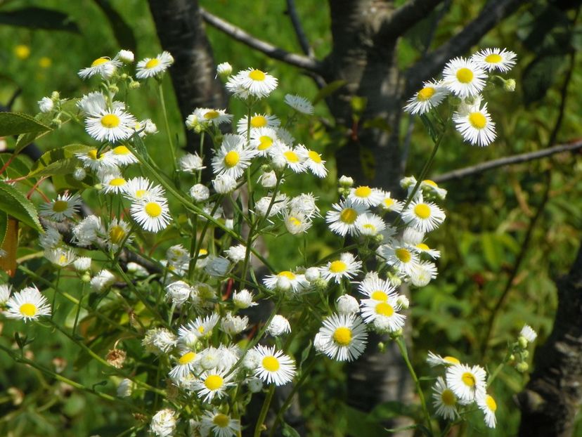 erigeron annuus - Dobarland 2019 3