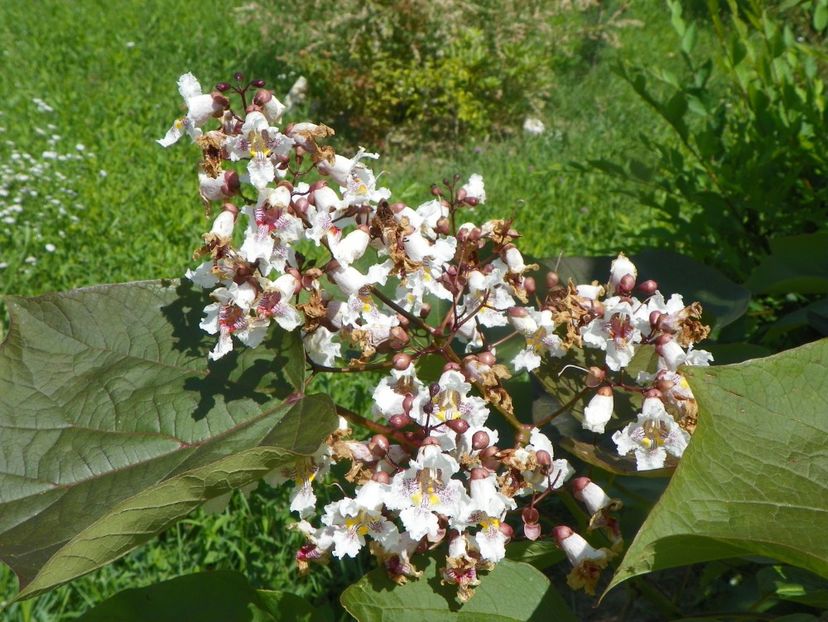 catalpa Purpurea - Dobarland 2019 3