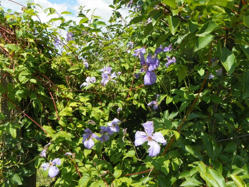 clematis Prince Charles - Dobarland 2019 3