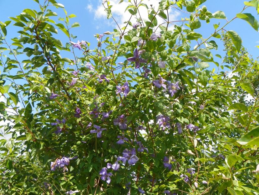 clematis Prince Charles - Dobarland 2019 3