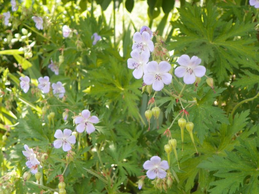 geranium pratense - Dobarland 2019 3
