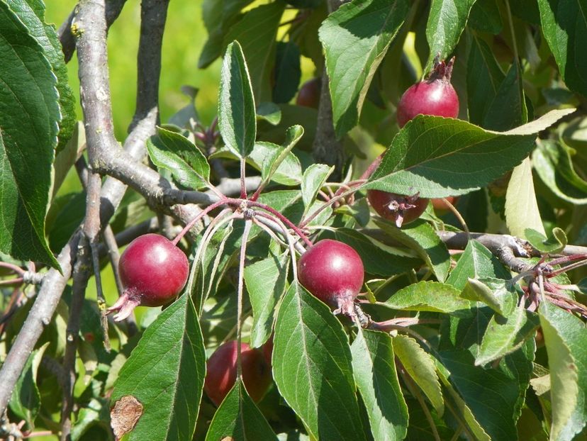 malus Cheal's Weeping - Dobarland 2019 3