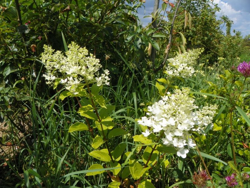 hydrangea pan. Magical Moonlight - Dobarland 2019 3