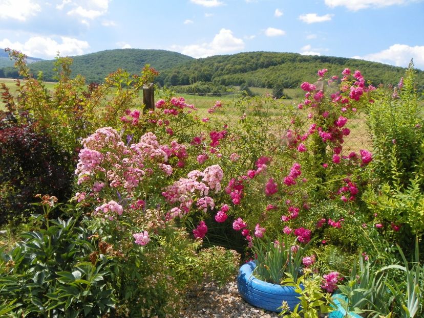 Heavenly Pink, Dorothy Perkins - Dobarland 2019 3