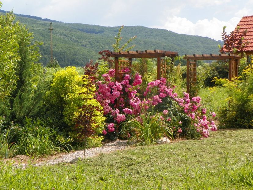 American Pillar - Dobarland 2019 3