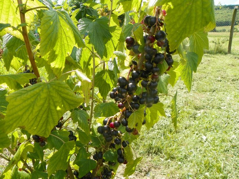 ribes nigrum Ebony - Dobarland 2019 3