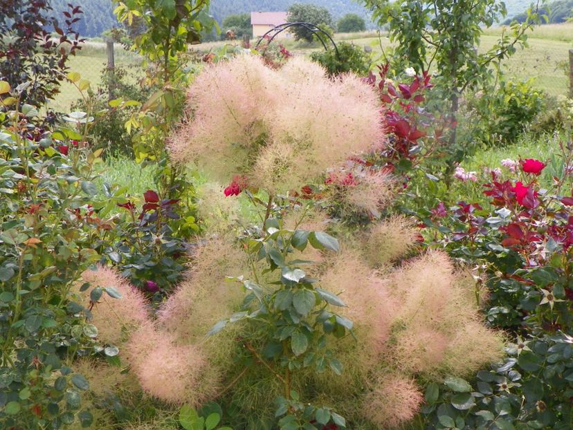 cotinus cogg. Young Lady - Dobarland 2019 3