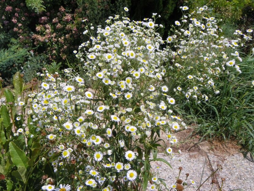 erigeron annuus - Dobarland 2019 3