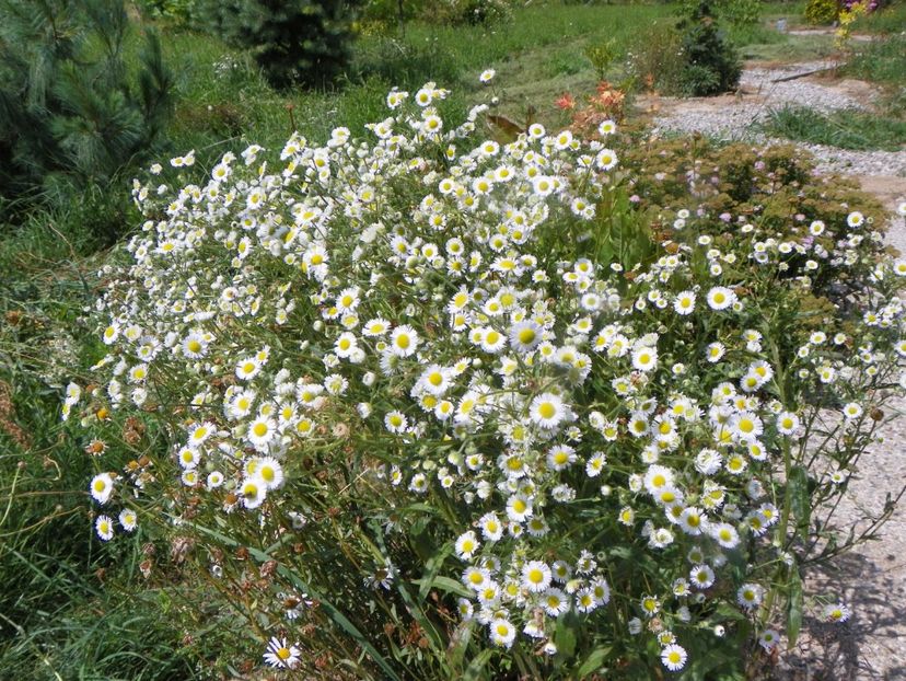 erigeron annuus - Dobarland 2019 3