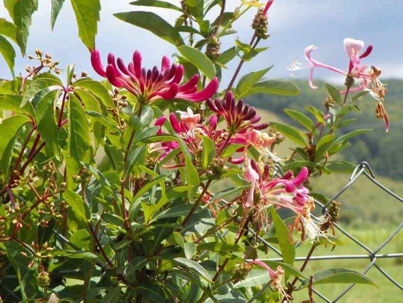 lonicera Chojnow - Dobarland 2019 3