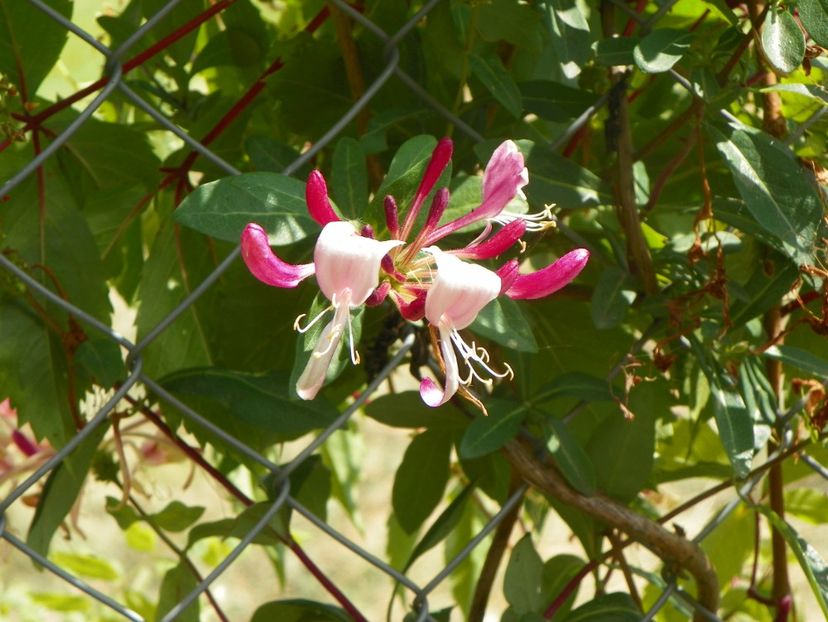 lonicera Chojnow - Dobarland 2019 3