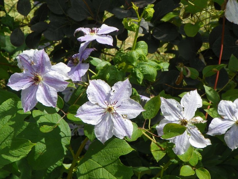 clematis Skyfall - Dobarland 2019 3