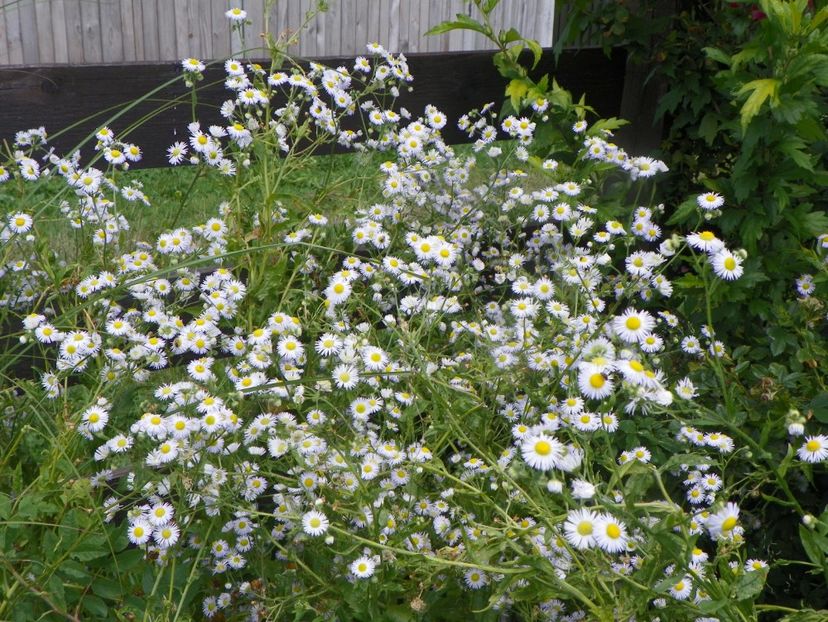 erigeron annuus - Dobarland 2019 3