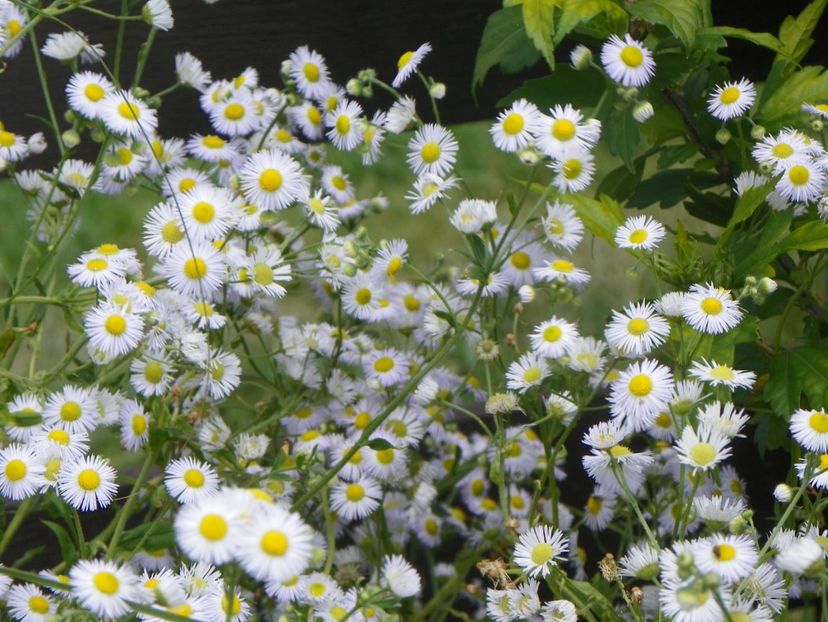 erigeron annuus - Dobarland 2019 3
